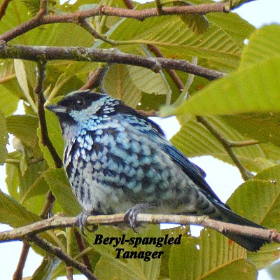 Beryl-spangled Tanager